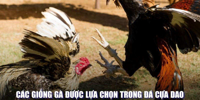 Các giống gà thường được chọn