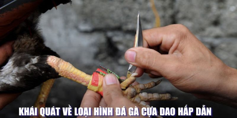 Khái quát đá gà cựa dao