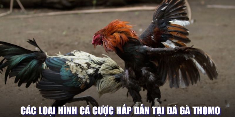 Các loại hình cá cược