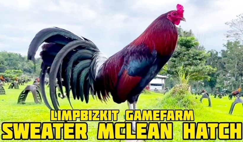 McLean Hatch thường rất nhanh nhẹn và hay ra đòn bất ngờ